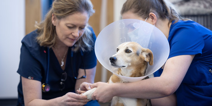 Clinic Expert Care for Pets