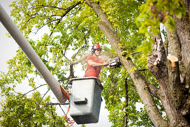 Tree Surgeon Service